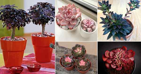 50 plantes succulentes colorées qui sont incroyablement belles