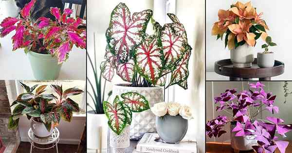 50 plantes d'intérieur pleines de couleurs | Images de plante intérieure colorée