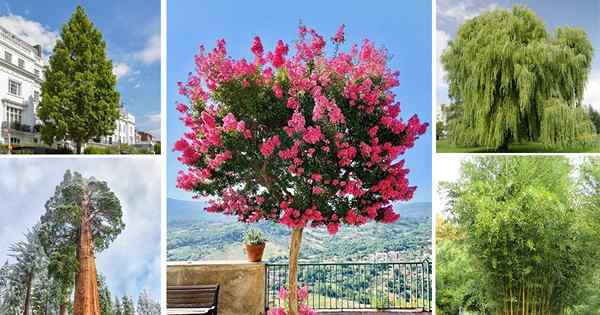 51 arbres à croissance rapide dans le monde