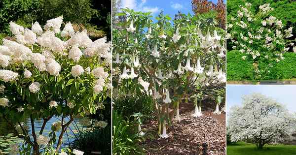 52 beaux arbres avec des fleurs blanches