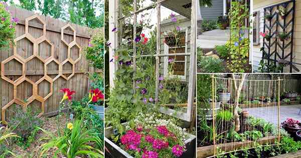 52 trellis DIY terbaik untuk idea -idea tumbuhan (di dalam dan di luar rumah)