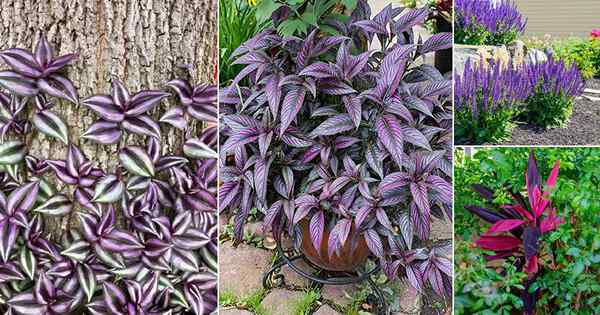 57 Beste Outdoor Purple Plants | Oberpflanzen mit lila Blättern