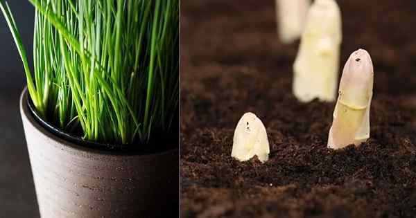 6 tanaman yang dapat dimakan yang tumbuh dalam gelap tanpa ruang!