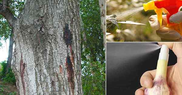 6 Fantastycznych Oak Tree Borers Leczenie przepisów na majsterkowanie