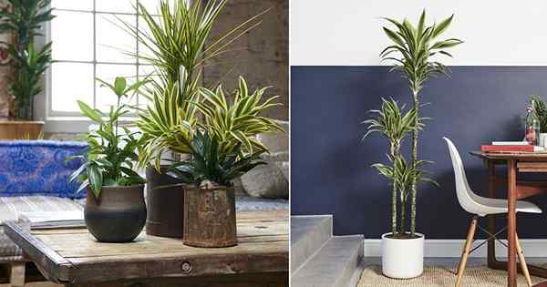 6 Grandes beneficios de la planta de Dracaena (probado en estudios)