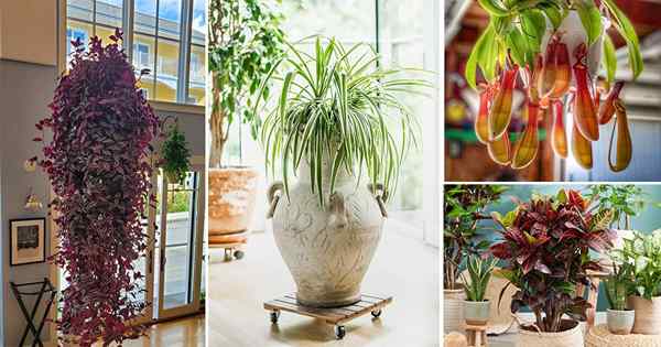 60 tipos diferentes de plantas de interior | Tipos de planta de interior