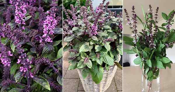 7 melhores plantas de manjericão de floração | O que fazer com flores de manjericão