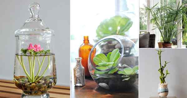 7 Houseplants Terbaik yang benar -benar tidak membutuhkan drainase