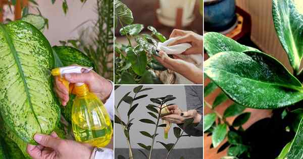 7 meilleures astuces pour nettoyer les taches d'eau des plantes