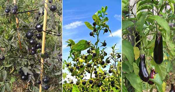 7 plantas negras de Nightshade que te sorprenderán con seguridad!