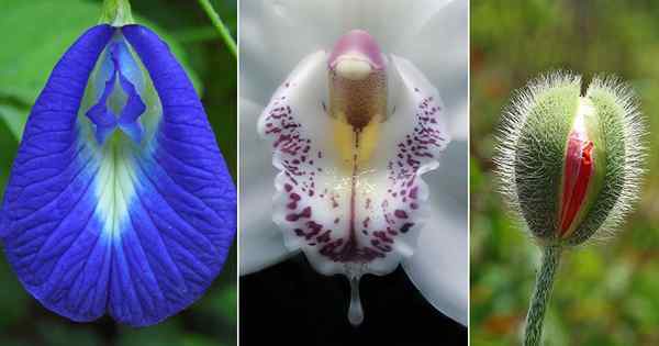 7 flores que parecen vaginas | Plantas que parecen vagina