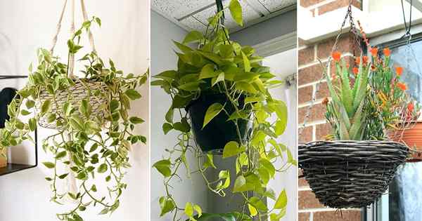 7 Impossible de tuer les plantes de panier suspendu pour grandir à l'intérieur