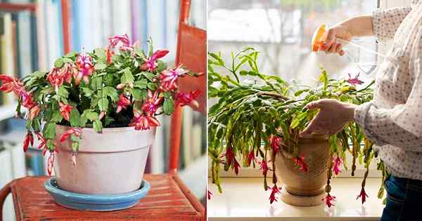 7 tips cepat untuk merawat kaktus Natal Anda