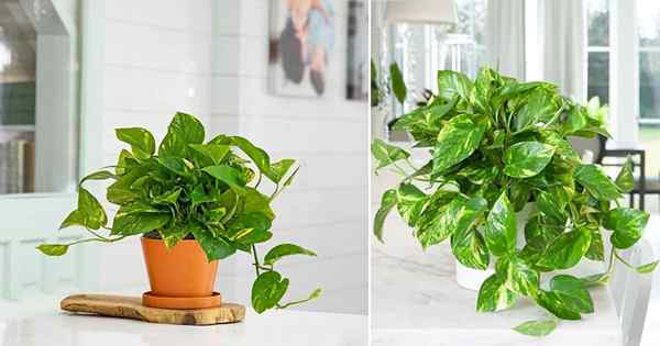 7 conseils secrètes pour cultiver une plante de Pothos luxuriante