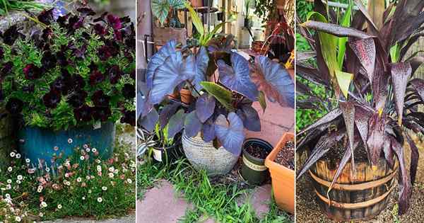8 tanaman ajaib hitam terbaik untuk kebun