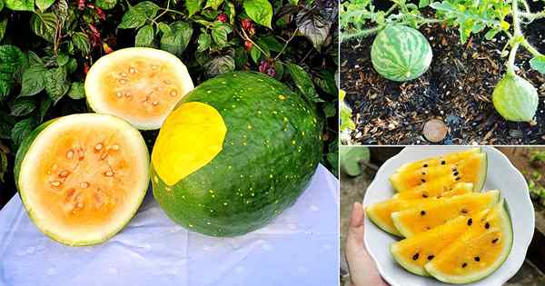 8 Melhores melancias amarelas | Como cultivar melancias amarelas
