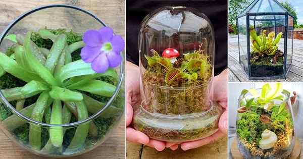 8 Ideas de terrario de plantas carnívoras | Plantas carnívoras para terrarios