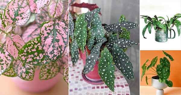 8 plantes d'intérieur imprimées à pois accattraits | Plantes d'intérieur tachetées