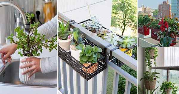 8 façons de sauver la vie aux jardiniers de balcon pour empêcher l'eau de couler des balcons