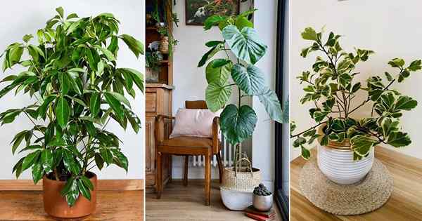 8 árvores altas como plantas domésticas que você deve crescer