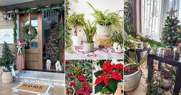 80 Decoración navideña con Ideas de plantas en Instagram
