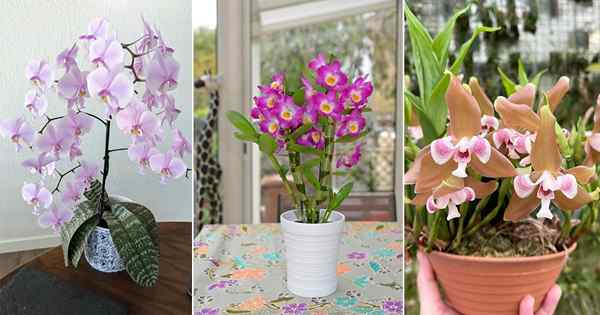 90 différents types de variétés d'orchidées que vous pouvez cultiver!