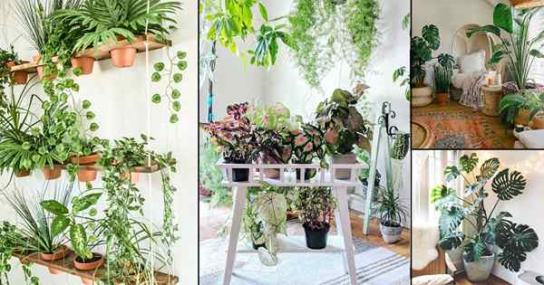 99 Grandes ideas para exhibir plantas de interior | Decoración de plantas de interior