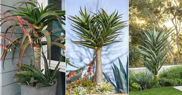 Aloe Hércules Cuidado | Como cultivar aloe em árvores em vasos