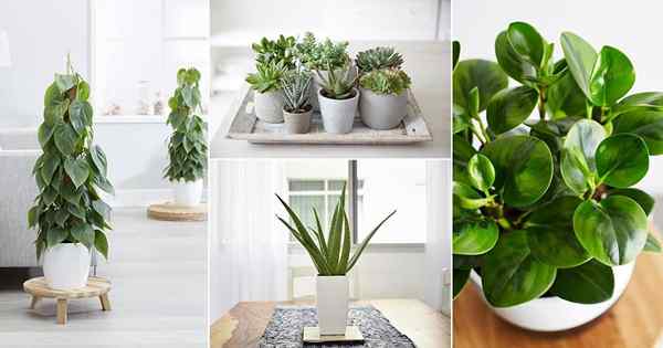 Les 12 plantes d'intérieur les plus populaires d'Amérique selon Google Tendances