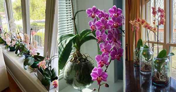 Sind Orchideen Parasiten? Wie Orchideen ohne Boden wachsen