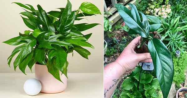 Báltico Blue Pothos Care e Información de crecimiento