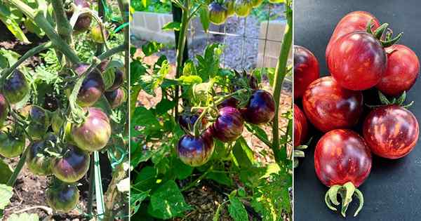 Schwarze Erdbeer -Tomateninformationen und wachsende Anleitung