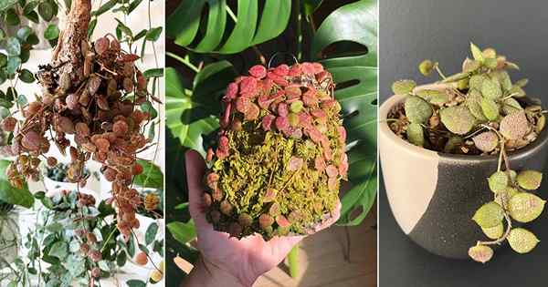 Dischidia Hirsuta 'Red Leaf' Tips & Informasi Perawatan