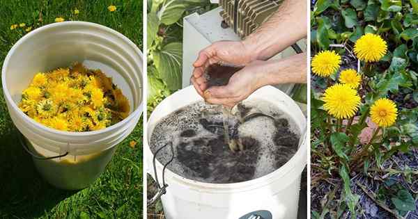 Recetas de fertilizantes de diy Dandelion | Fertilizante hecho de malezas