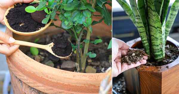 Fertilizante de plantas ricas en potasio de bricolaje | Receta de fertilizante de potasio casero