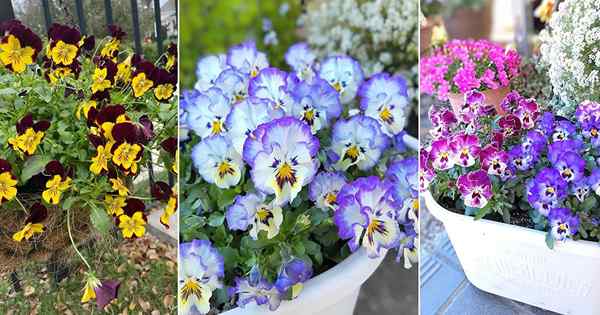 Tout sur la croissance des pensées | Comment faire pousser des pansy dans les pots