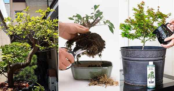 Dicas de cuidados com a árvore de bonsai especializados para iniciantes