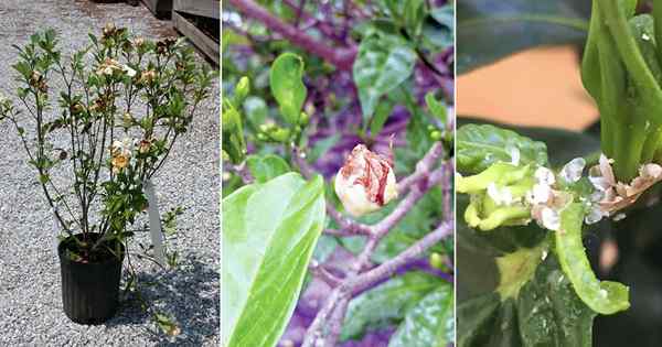 Gardenia Buds berubah menjadi coklat dan jatuh? Alasan dan solusi