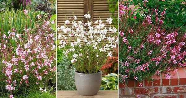 Gaura Plant Cuidado e crescimento | Como cultivar gaura (Beeblossom)