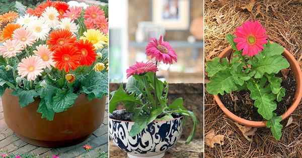 Gerbera Daisy Care | How To Grow Gerbera Daisy Indoors & Outdoors