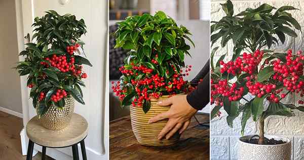 Cultiver cette plante d'intérieur avec des baies rouges | Ardisia crenata (Berry de Noël)