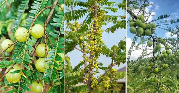 Rosnące drzewo amla | Jak uprawiać indyjską gęsią