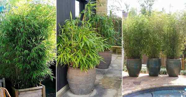 Menanam bambu di pot | Bambu terbaik untuk tumbuh dalam wadah