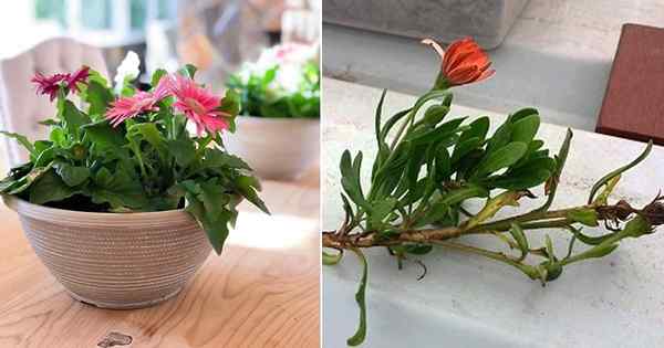 Grow Gerbera Daisy des boutures | Comment cultiver Gerbera Daisy