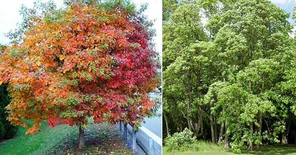 Árvore Sassafras em crescimento | Fatos, usos e guia em crescimento