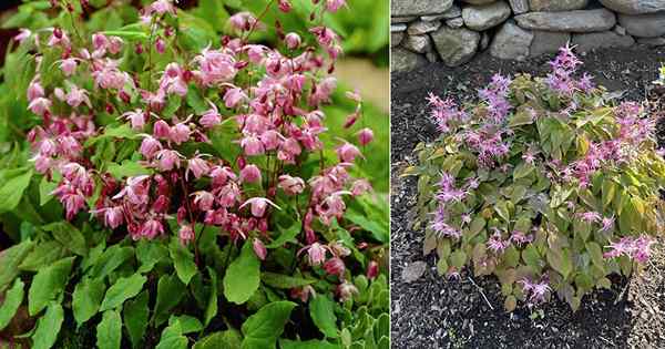 Soins des plantes de chèvre de chèvre excitée et informations croissantes