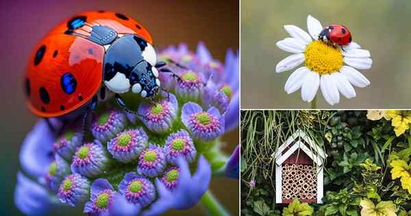Cara menarik ladybugs ke kebun Anda