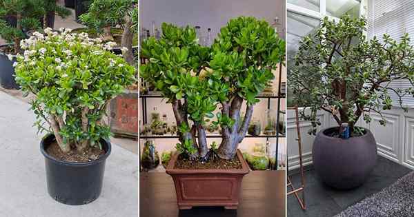 Comment obtenir une grande plante de jade broussailleuse | Conseils de culture de plante de jade