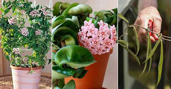 Comment faire fleurir une plante Hoya | Secrets à fleurs de Hoya