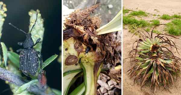 Cara Menghilangkan Weevils Agave dengan mudah